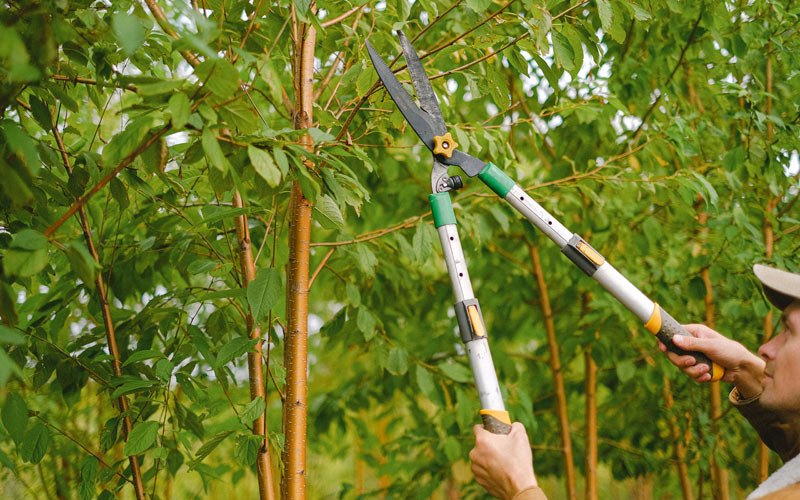Tree trimming in Tintah, MN