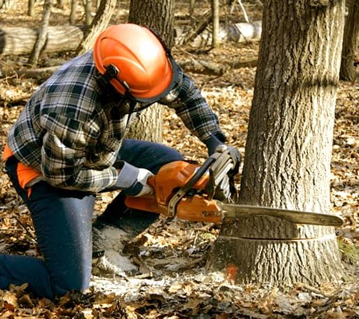 Tree Removal in Tintah, MN